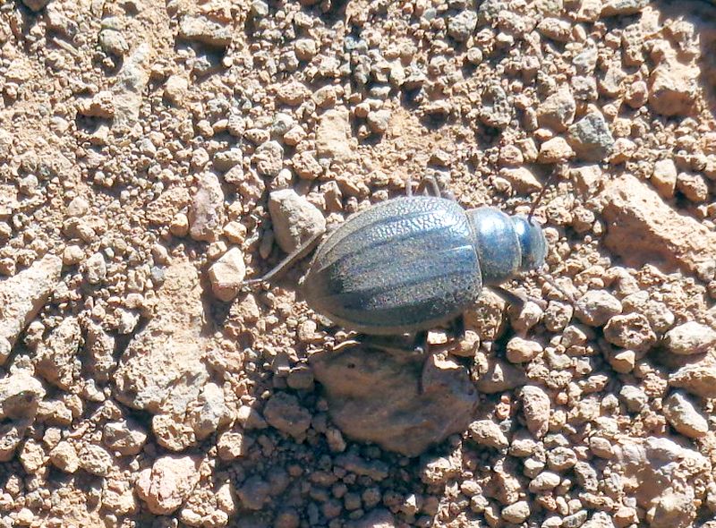 Tenebrionidae: Pimelia ascendens Wollaston, 1864